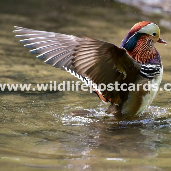 bp Mandarin wing flap by Paul McElroy