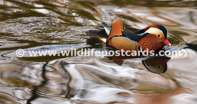 br Mandarin chocolate factory by Paul McElroy