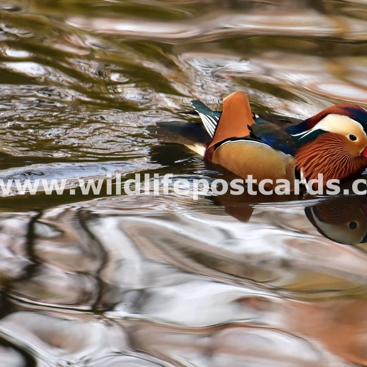 br Mandarin chocolate factory by Paul McElroy