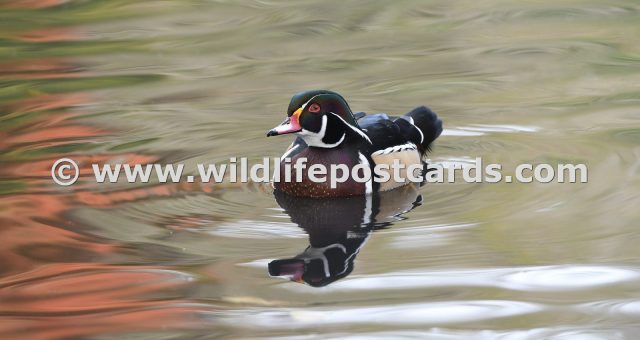 ob Carolina wood duck red green 2