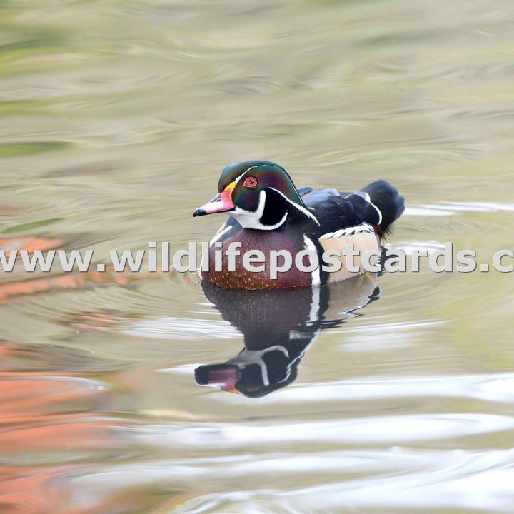 ob Carolina wood duck red green 2